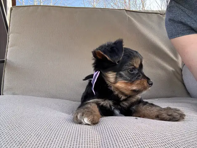 Yorkie Female - Photo 3