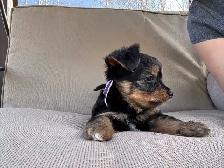 Yorkie Female - Photo 3
