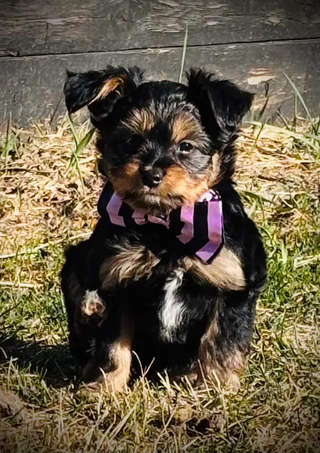 Yorkie Female - Photo 4