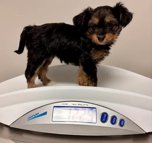 Yorkie Female - Photo 5