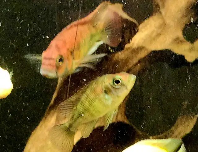 Flameback cichlid juveniles 2'-3'