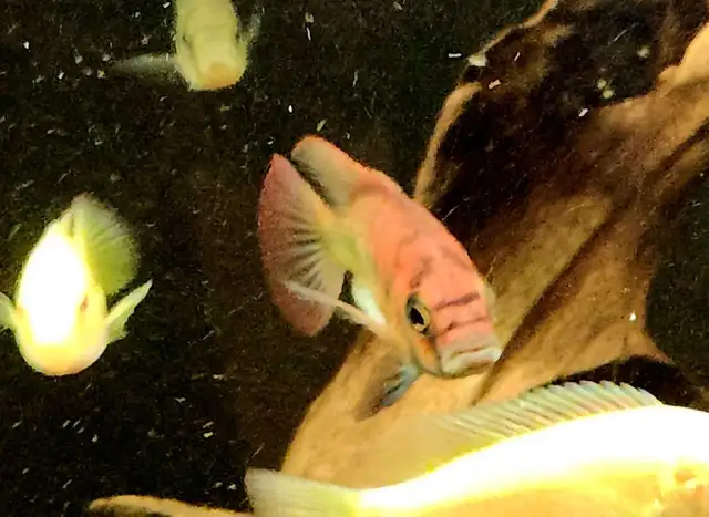 Flameback cichlid juveniles 2'-3' - Photo 3
