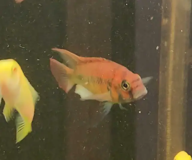 Flameback cichlid juveniles 2'-3' - Photo 4