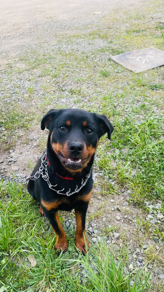 Pure Rottweiler