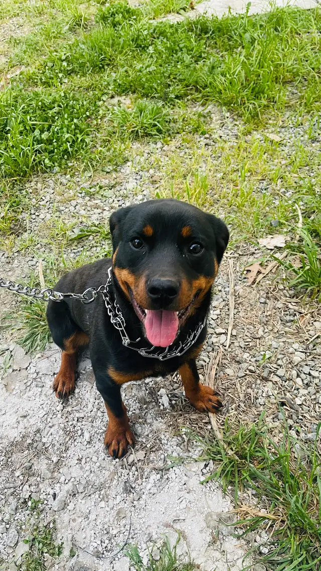 Pure Rottweiler - Photo 2