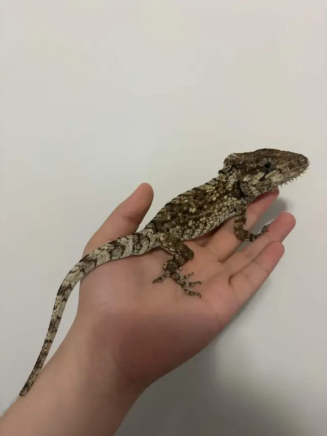 Cuban False Chameleon