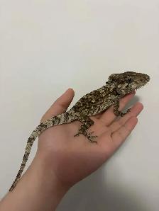 Cuban False Chameleon
