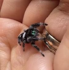 Regal Jumping Spider