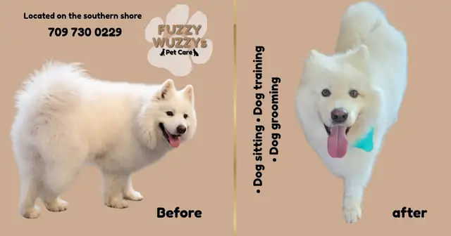 Pet Care Services - Southren Shore - Photo 2