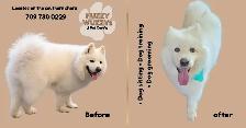 Pet Care Services - Southren Shore - Photo 2