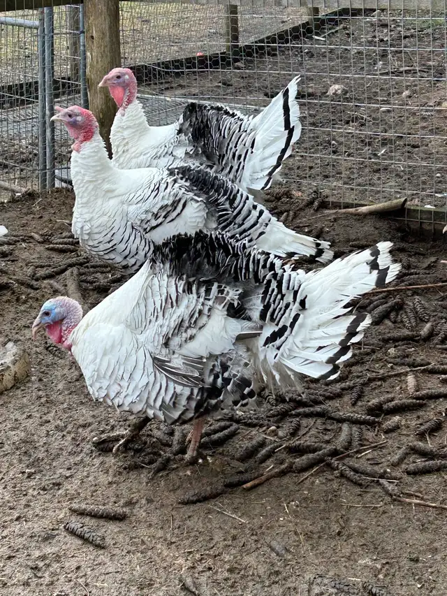 fertilized royal Palm, turkey eggs - Photo 4