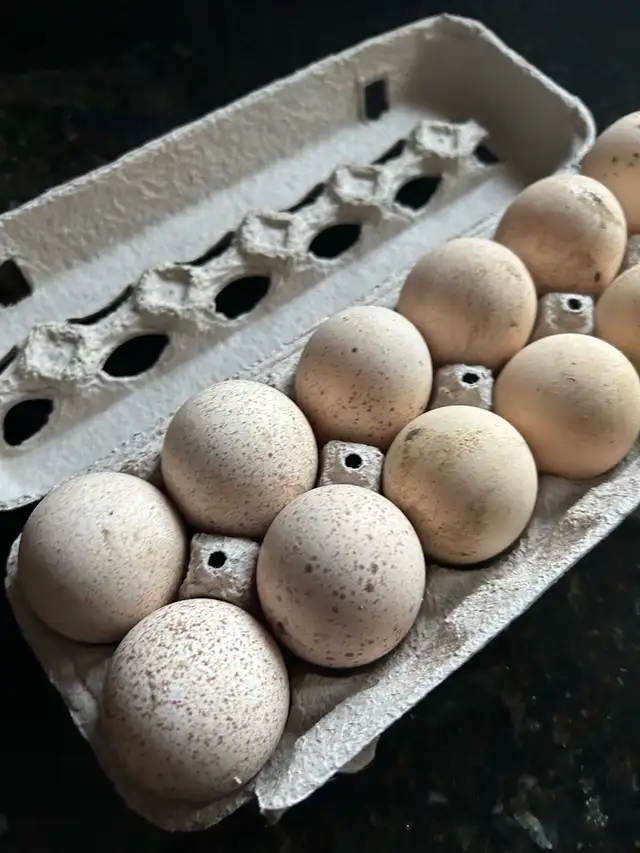 fertilized royal Palm, turkey eggs - Photo 6