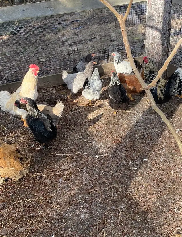 fertilized Barnyard mix hatching eggs - Photo 3