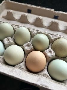 fertilized Barnyard mix hatching eggs - Photo 8
