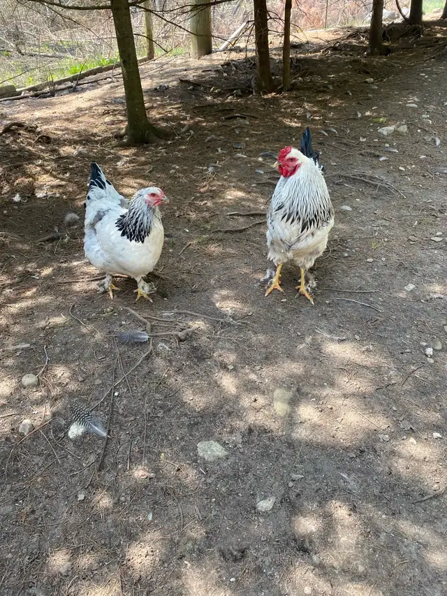 Standard Brahma hatching eggs