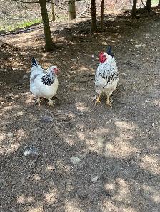 Standard Brahma hatching eggs