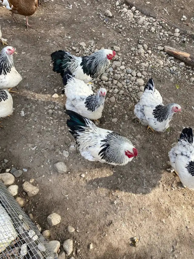 Standard Brahma hatching eggs - Photo 4