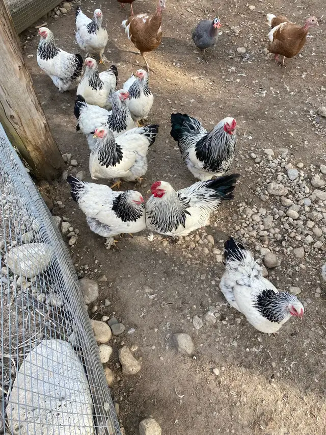 Standard Brahma hatching eggs - Photo 5