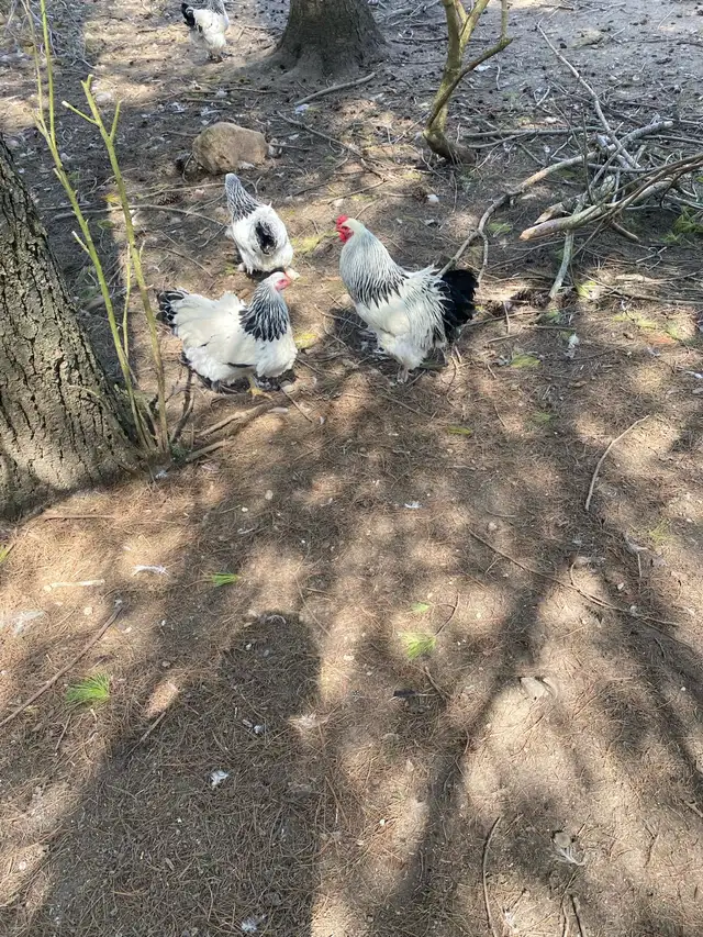 Standard Brahma hatching eggs - Photo 6