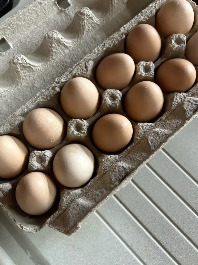 Standard Brahma hatching eggs - Photo 7