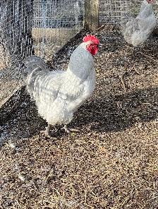 fertilized lavender Orpington hatching eggs