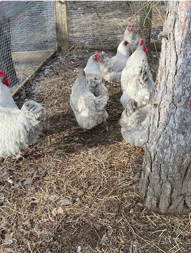 fertilized lavender Orpington hatching eggs - Photo 3