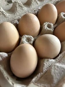 fertilized lavender Orpington hatching eggs - Photo 6