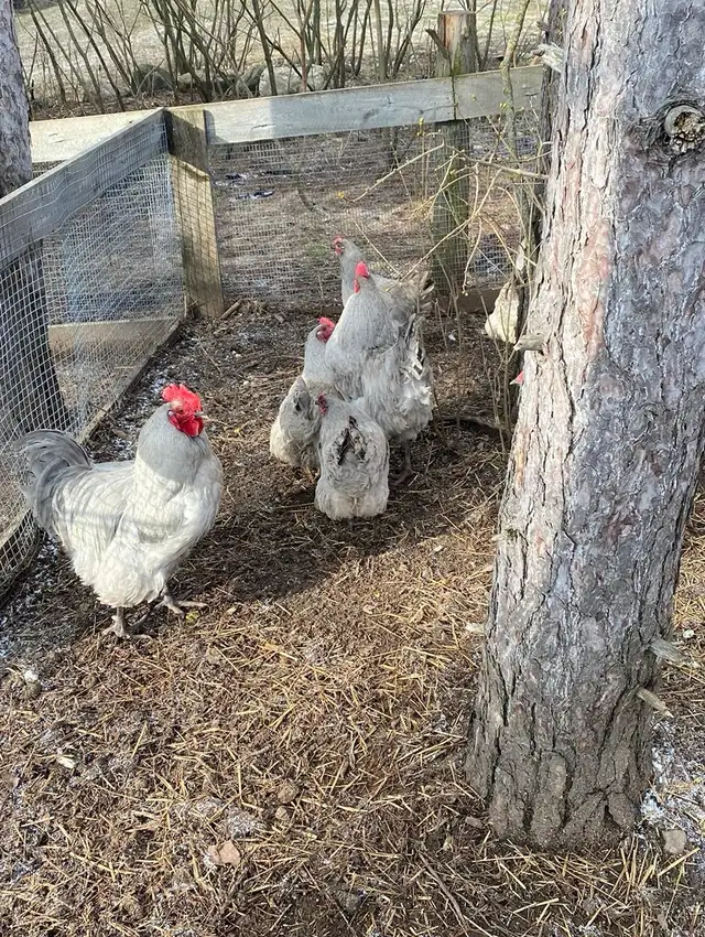 lavender Orpington chicks - Photo 9