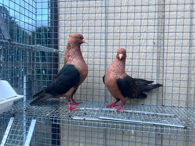 Archangel Pigeons