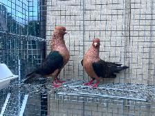 Archangel Pigeons