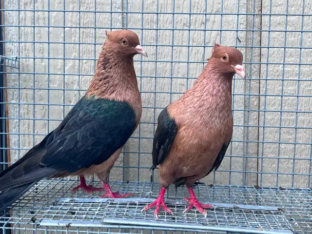 Archangel Pigeons - Photo 2