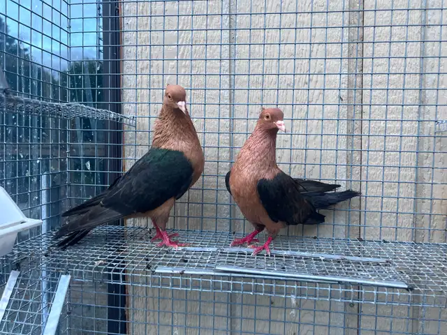 Archangel Pigeons - Photo 3