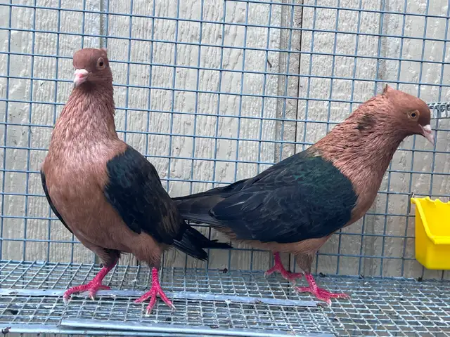 Archangel Pigeons - Photo 4