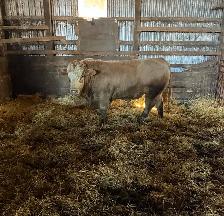 Pure bred registered Simmental 2.5yrs old. Contact Kenny