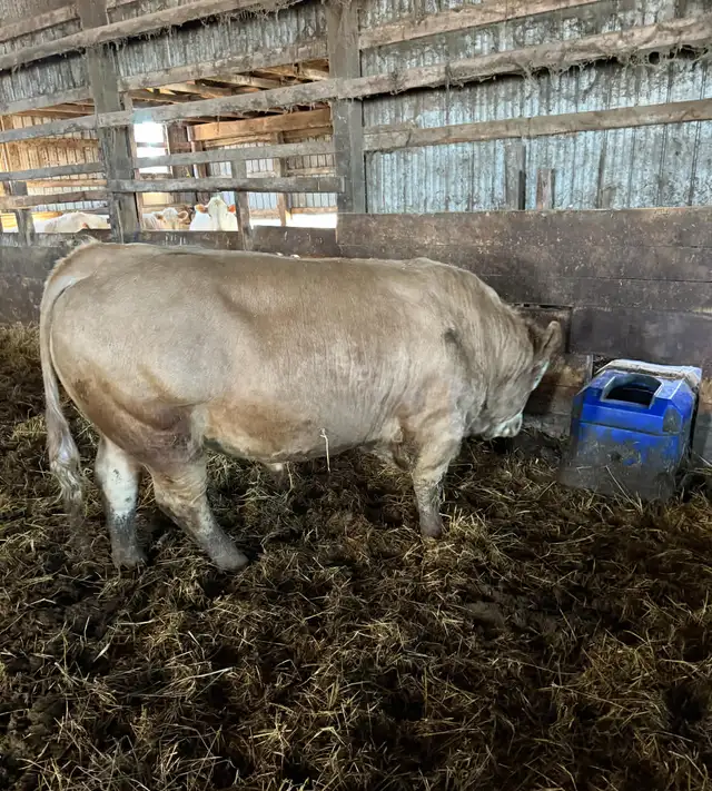 Pure bred registered Simmental 2.5yrs old. Contact Kenny - Photo 2
