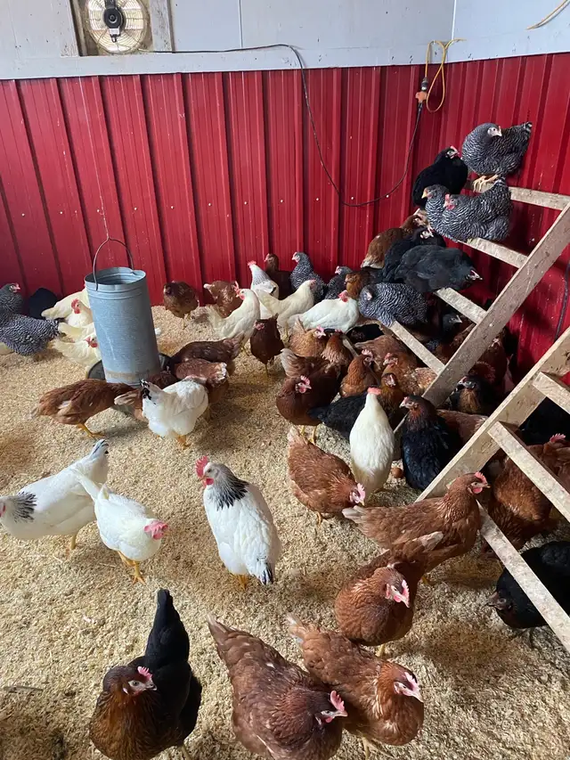 Poule pondeuses à vendre