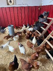 Poule pondeuses à vendre