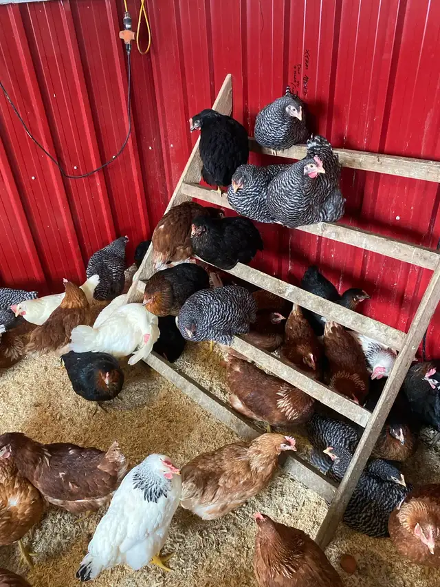 Poule pondeuses à vendre - Photo 2