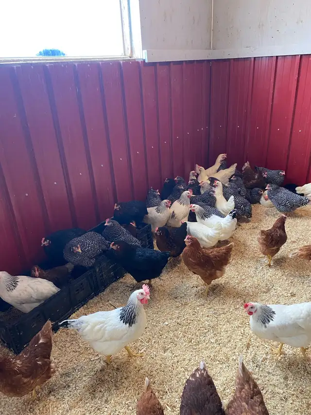 Poule pondeuses à vendre - Photo 3