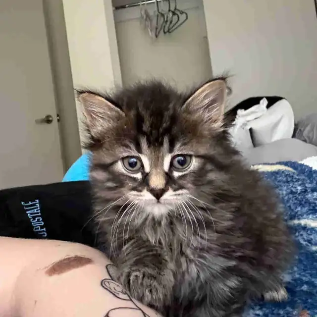 9 week male kitten & everthing u need