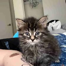 9 week male kitten & everthing u need