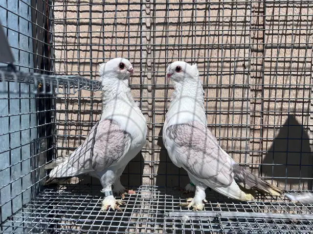 Classic Frills Pigeons