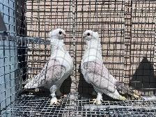Classic Frills Pigeons