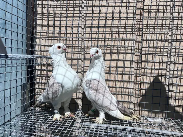 Classic Frills Pigeons - Photo 2