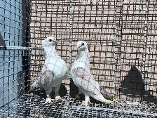 Classic Frills Pigeons - Photo 2