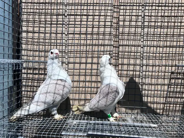 Classic Frills Pigeons - Photo 3