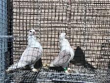 Classic Frills Pigeons - Photo 3