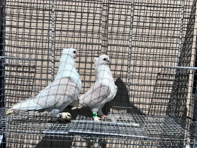 Classic Frills Pigeons - Photo 4