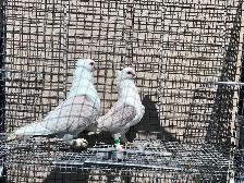 Classic Frills Pigeons - Photo 4