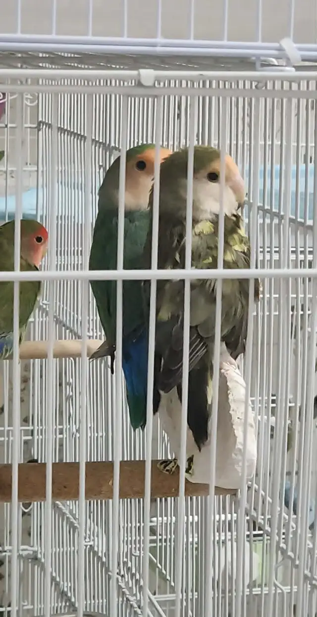 2 BEAUX COUPLES D'INSÉPARABLE À VENDRE AVEC OU SANS CAGES